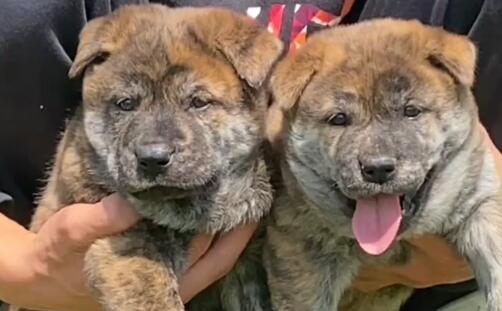 小虎斑宠物狗(虎斑犬幼崽)