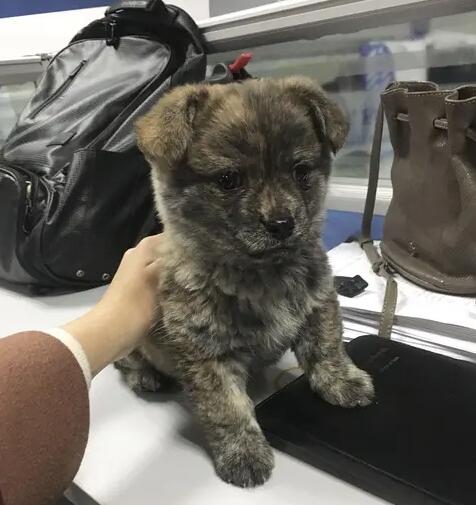 小虎斑宠物狗(虎斑犬幼崽)