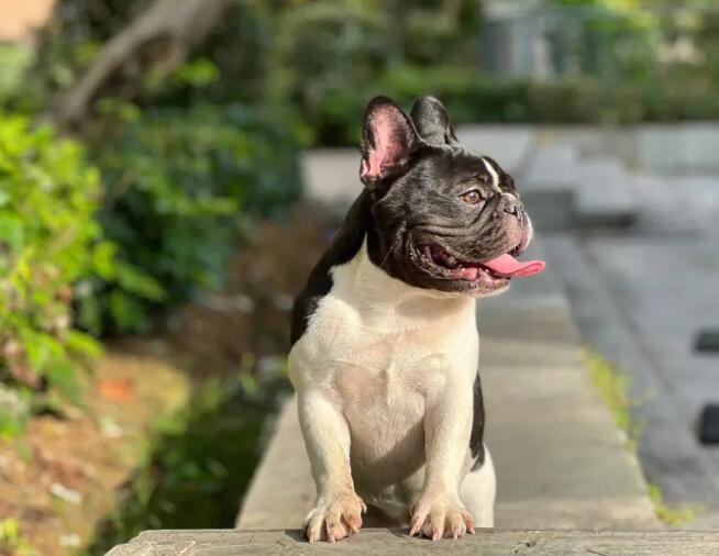 常见的家犬种类 常见的家犬有哪些