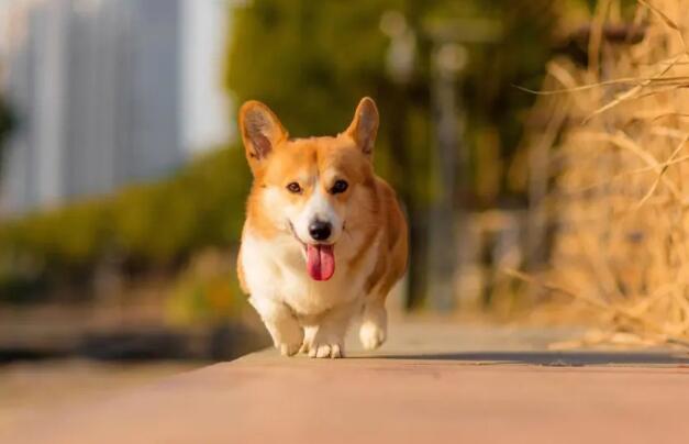 常见的家犬种类 常见的家犬有哪些