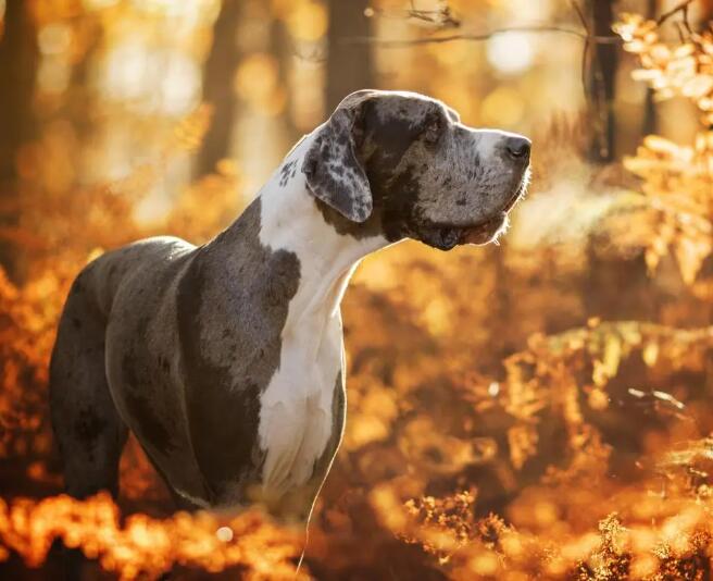 大丹犬简介 大丹犬图片 大丹犬价格多少钱一只