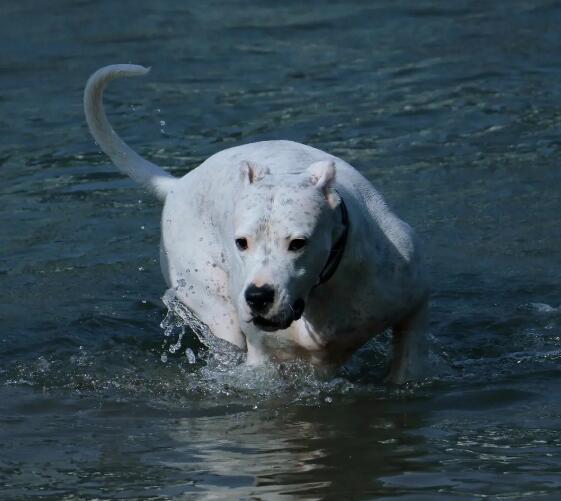 杜高犬简介 杜高犬图片 杜高犬多少钱一只