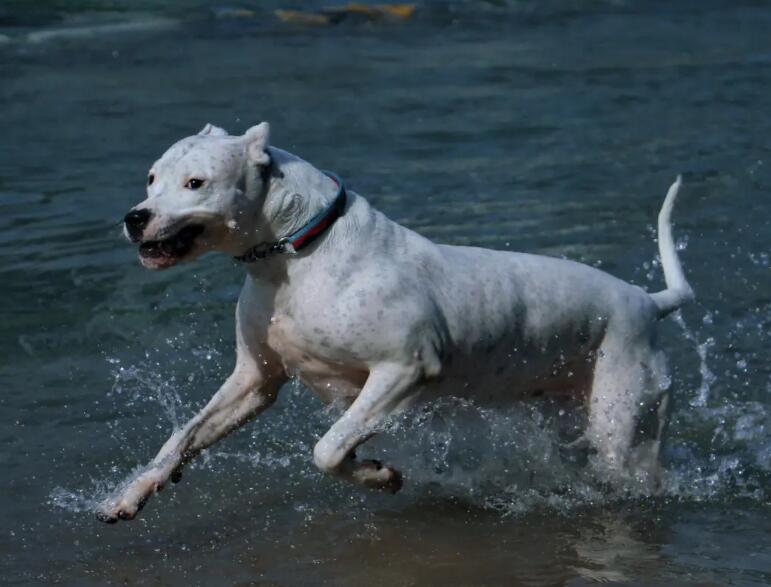 杜高犬简介 杜高犬图片 杜高犬多少钱一只