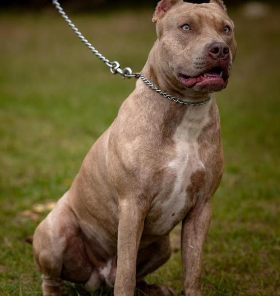 比特犬多少钱，比特犬的优点和缺点