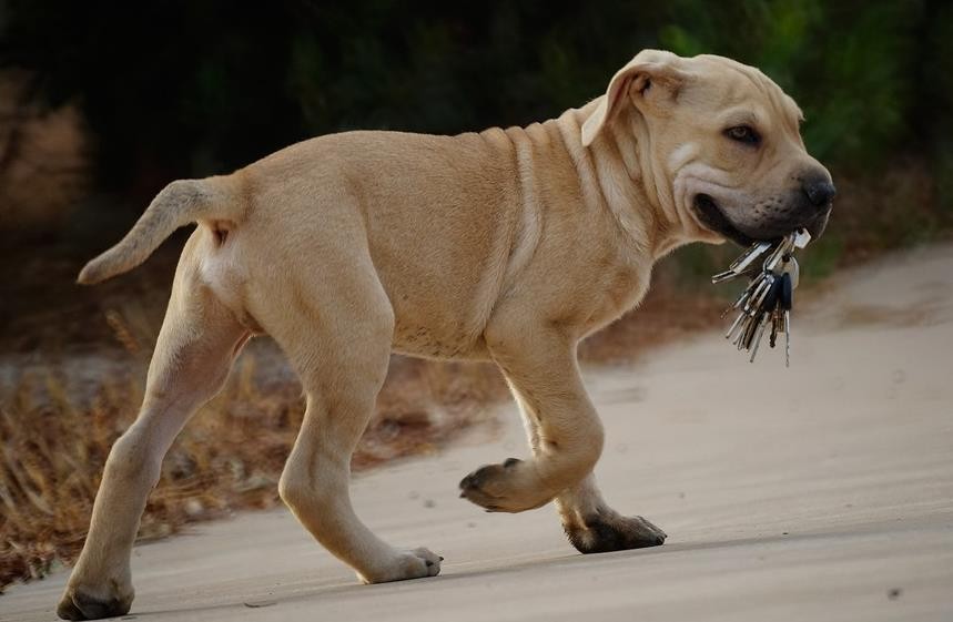 比特犬多少钱，比特犬的优点和缺点