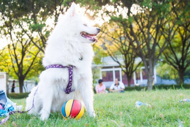 小型犬 6种非常忠心的小型犬