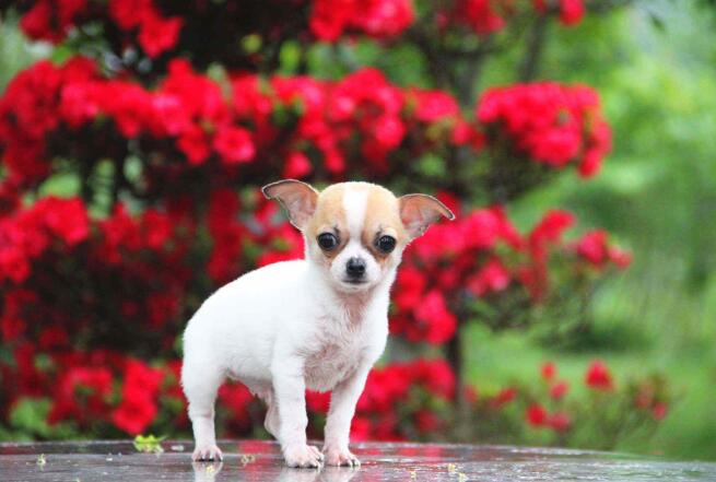 小型犬 6种非常忠心的小型犬