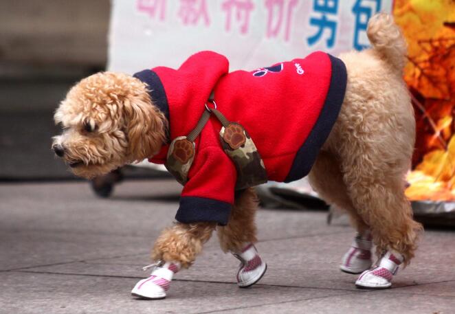 小型犬 6种非常忠心的小型犬